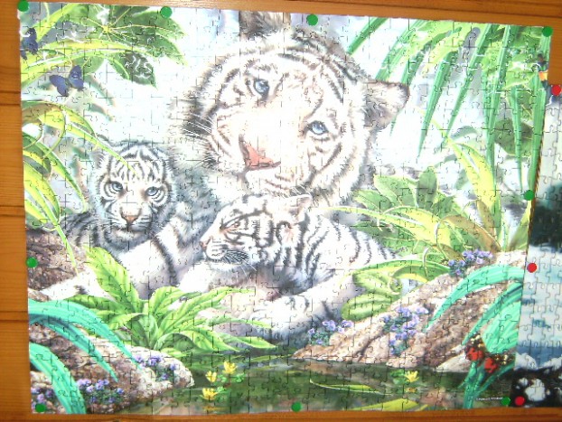 beli tiger z mladički,3D puzzli - 