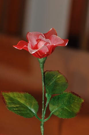 Rdeče bela vrtnica - 