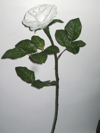 bela vrtnica - 