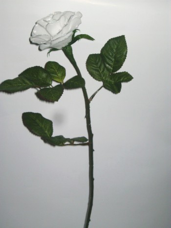 bela vrtnica - 
