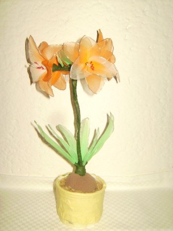 mini amarilis,belo oranžen - 