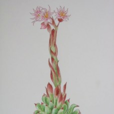 botanična ilustracija