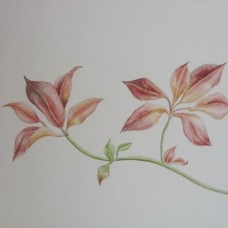 botanična ilustracija