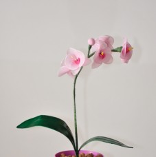 Roza orhideja v plastičnem lončku