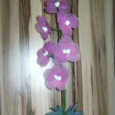 vijolična orhideja