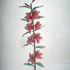 orhideja dendrobium nobile