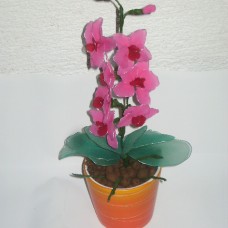 micro orhideja phalaenopsis