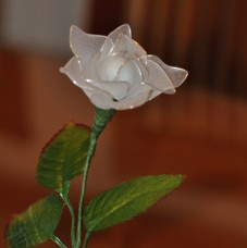 bela vrtnica