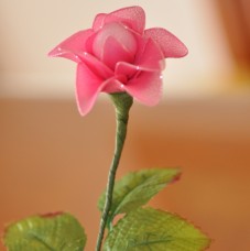 Roza vrtnica