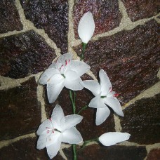 bela lilija
