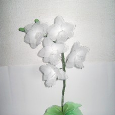 bela orhideja