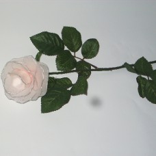 roza vrtnica