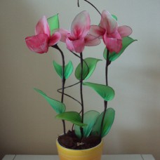 Orhideja čeveljček