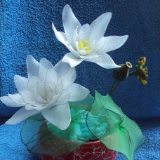 Lotosov cvet - bel