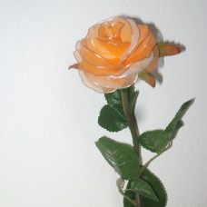 oranžno  bela vrtnica