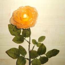 oranžna vrtnica