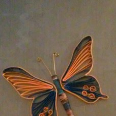 Oranžno moder metulj