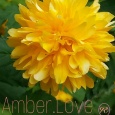 Amber.Love